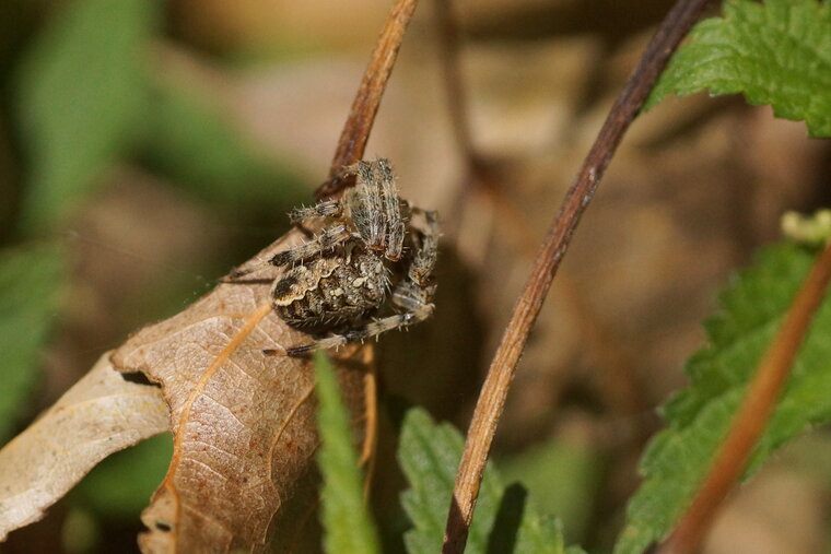 Araneus diadematus