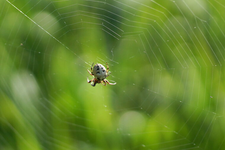 Araneus sp