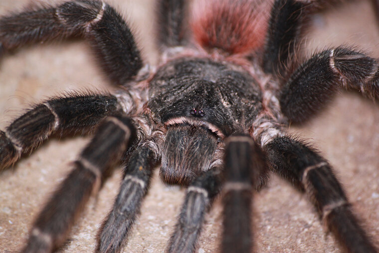 Aranha caranguejeira