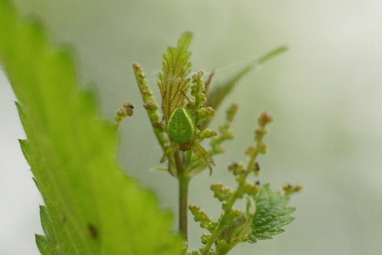 Araniella cucurbitina