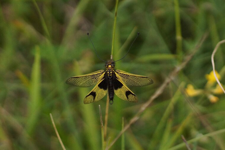 Ascalaphe longicornis Ascalaphe ambré