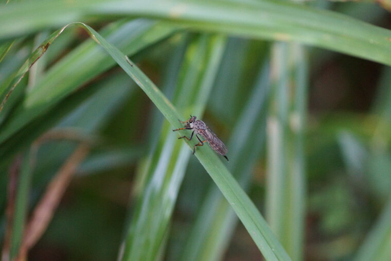 Asilidé sp