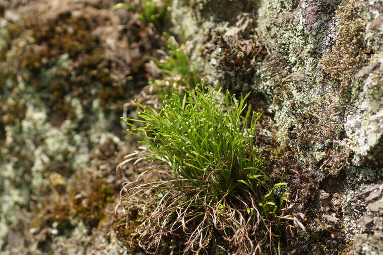 Asplenium septentrional sous réserve