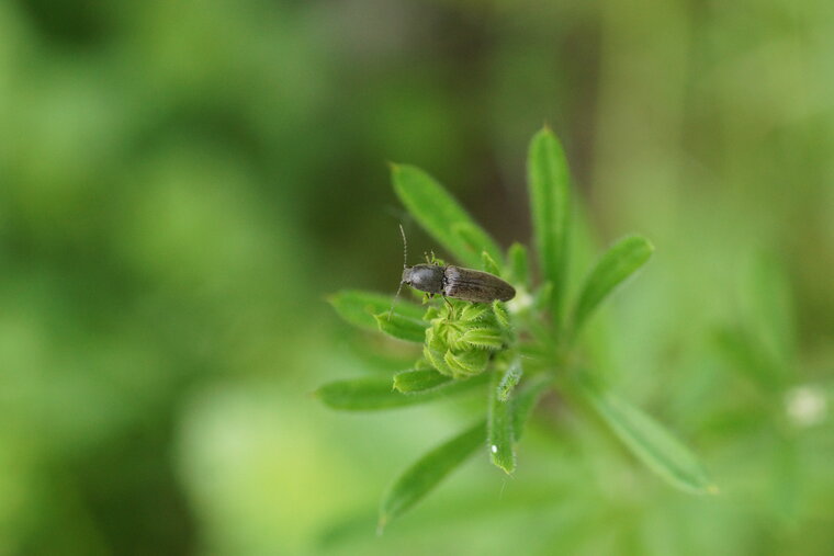 Athous haemmorrhoidalis 2