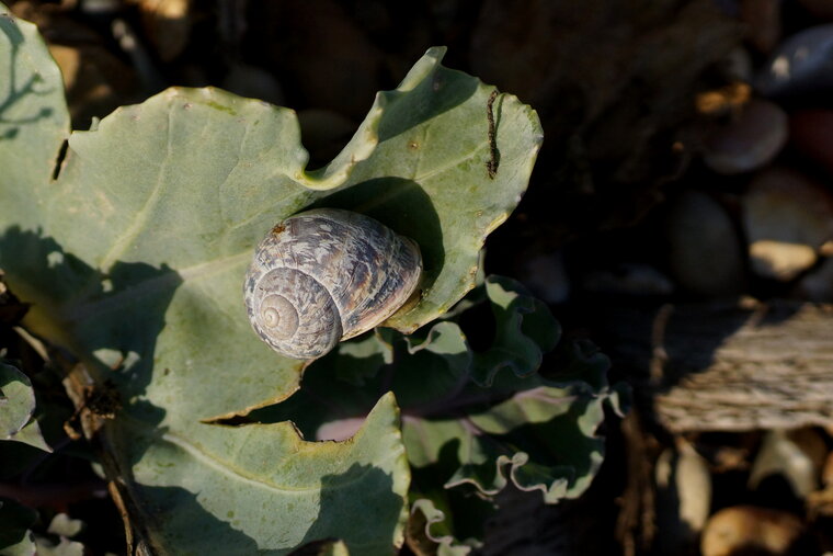 Au menu Escargot sur sa feuille de Chou de mer