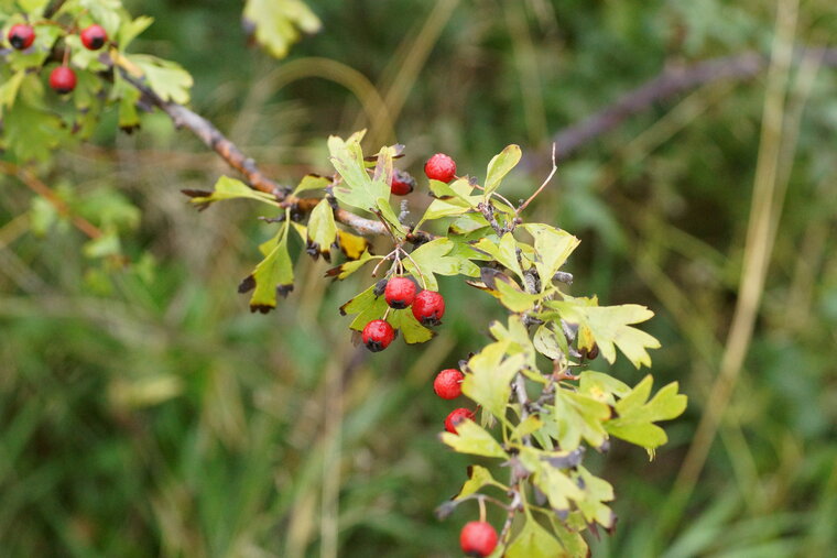 Aubépine