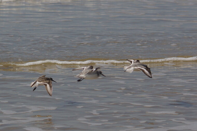 Bécasseaux sanderling