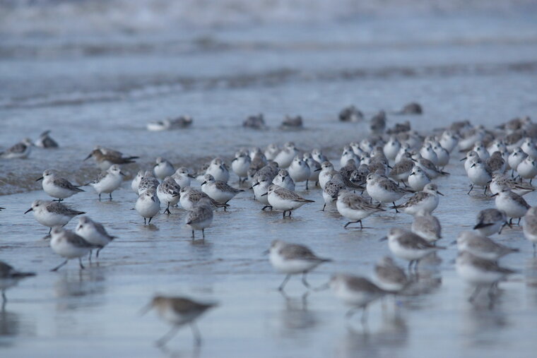 Bécasseaux sanderling 2