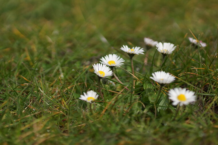 Bellis annua