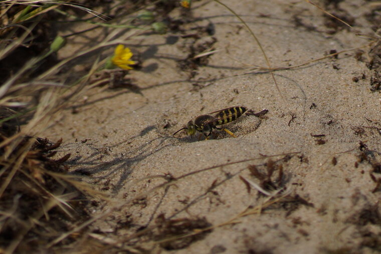 Bembix rostrata