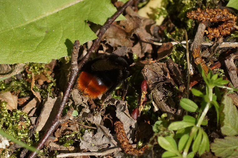 Bombus fouisseur