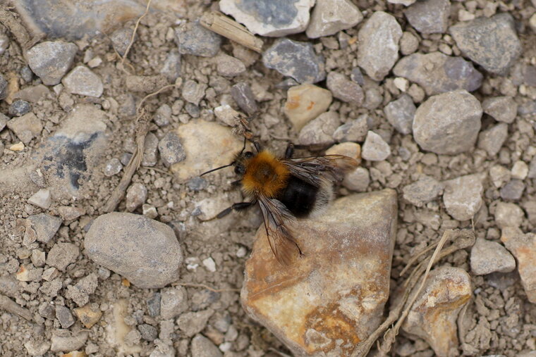 Bombus sp