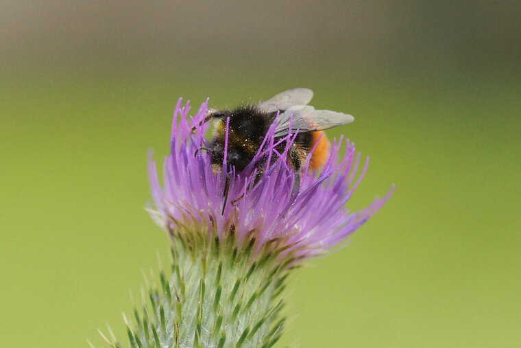 Bombus sp 2