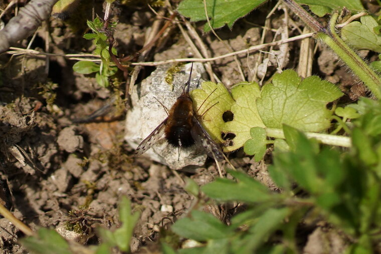 Bombyle bicolore