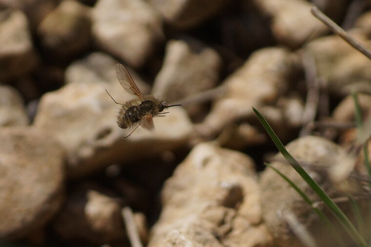 Bombyle sp