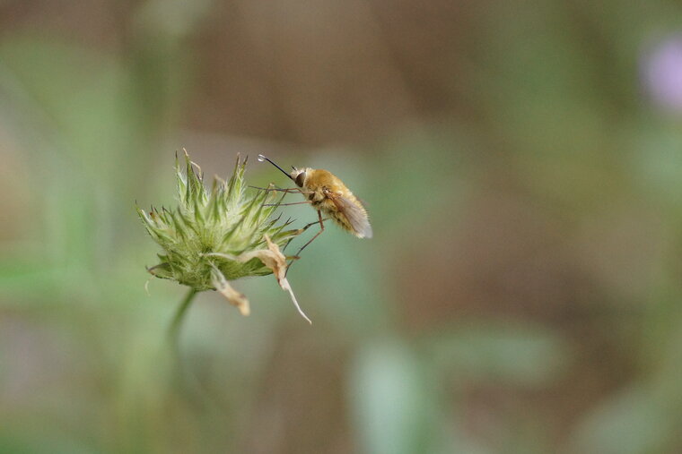 Bombyle sp