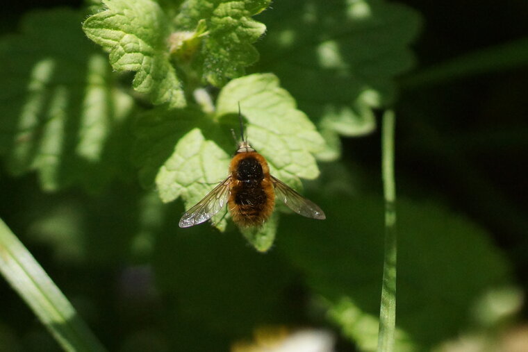 Bombyle sp 2