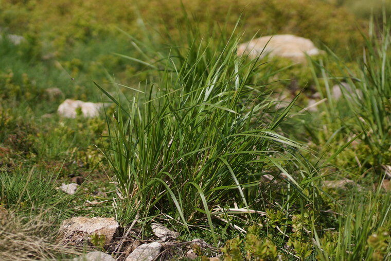 Brachypodium sp