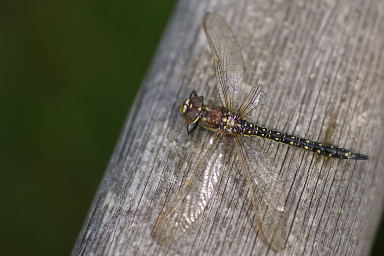 Brachytron pratense femelle Aeshne printannière