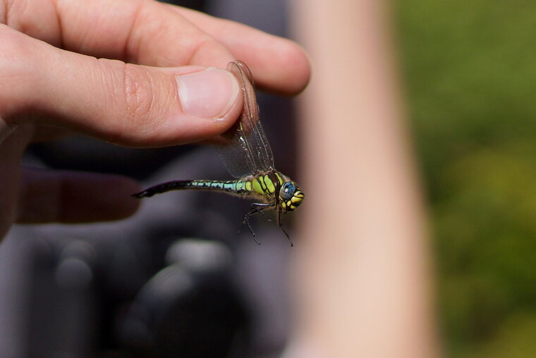 Brachytron pratense mâle Aeshne printannière