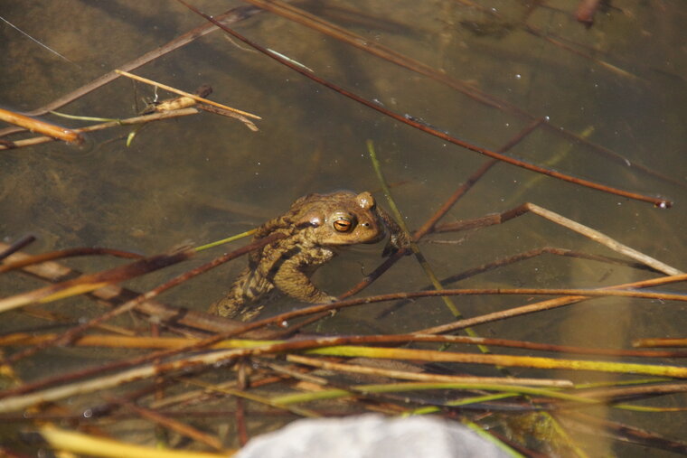 Bufo bufo