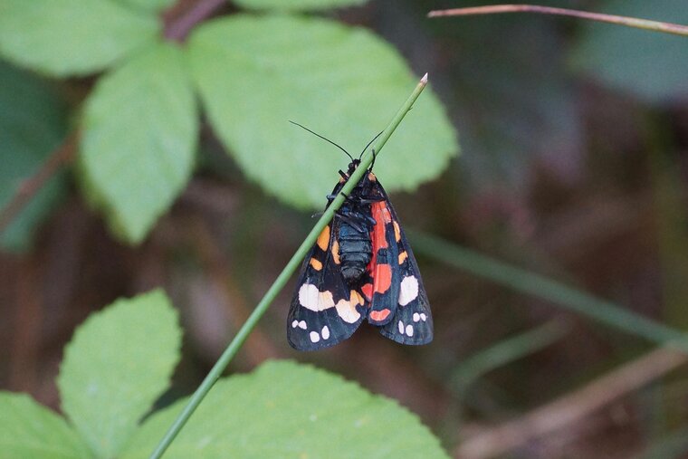 Callimorpha dominula Ecaille marbrée ou lustrée