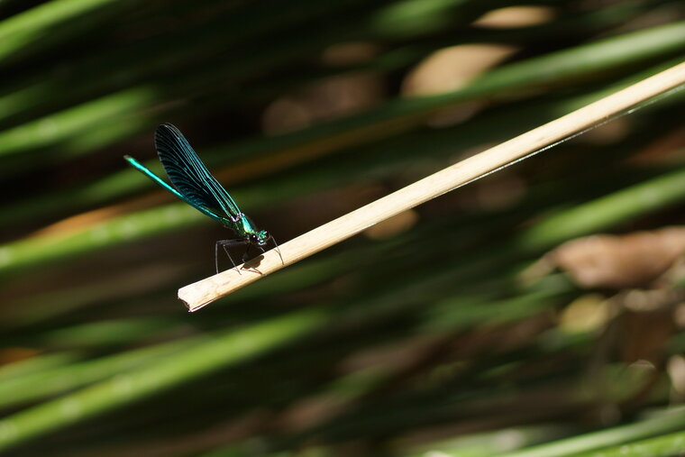 Calopéryx vierge Calopteryx virgo