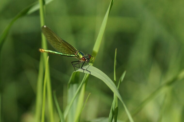 Calopteryx splendens Caloptéryx éclatant femelle