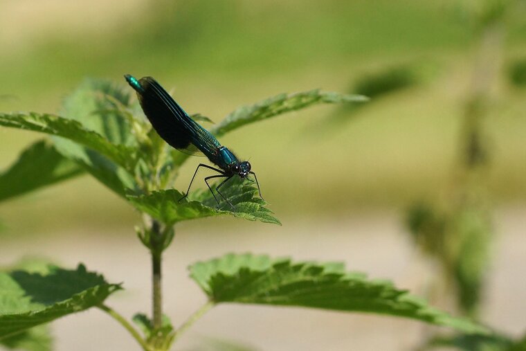 Calopteryx splendens Caloptéryx éclatant mâle