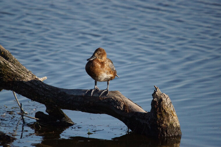 Canard chipeau