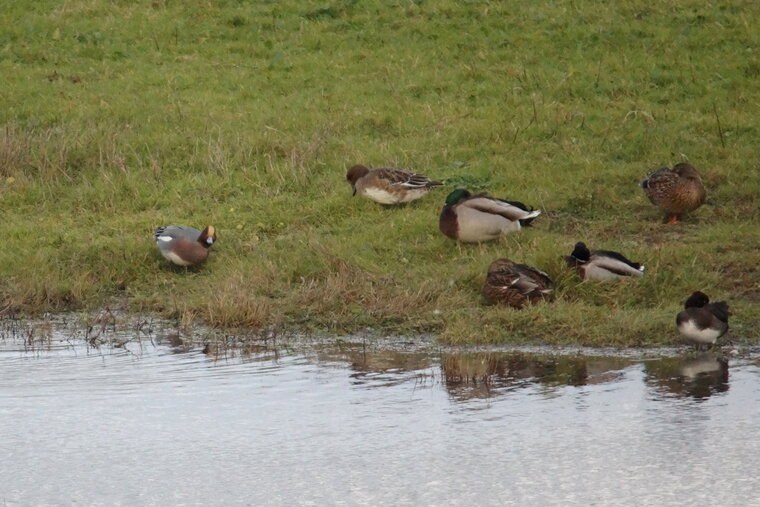 Canards colvert et Canard siffleur