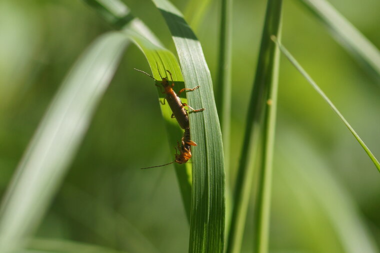 Cantharis fusca