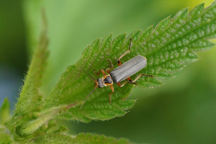 Cantharis nigricans