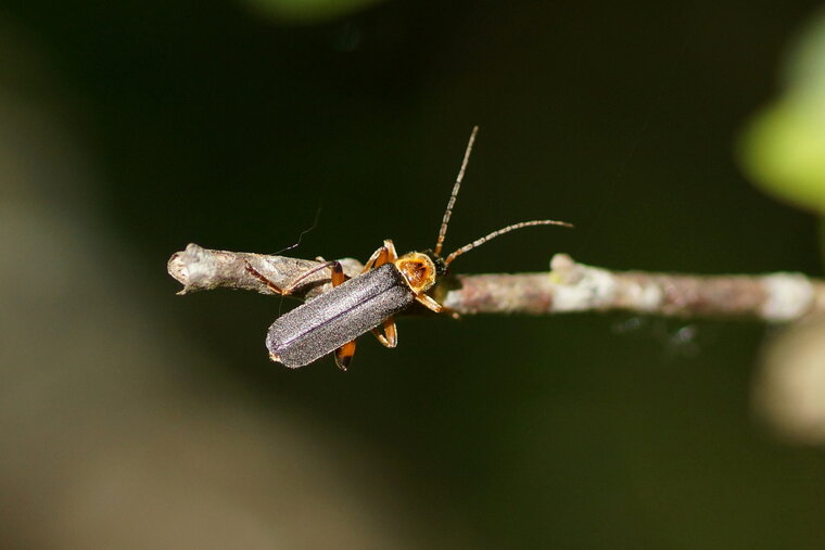 Cantharis pellucida sous réserve