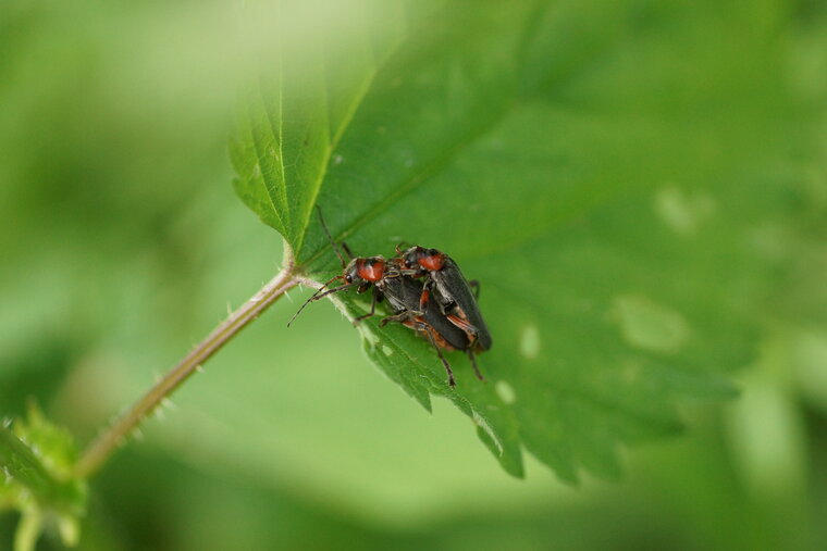 Cantharis rustica 2