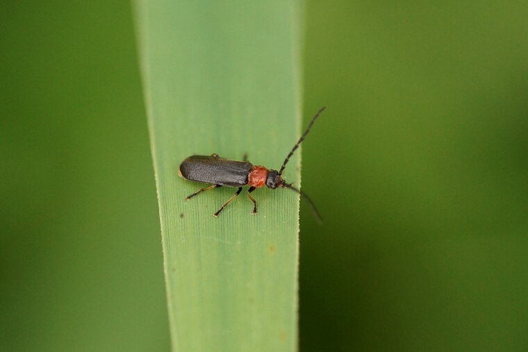 Cantharis sp