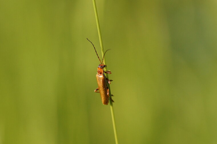 Cantharis sp