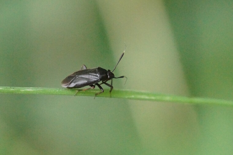 Capsus ater