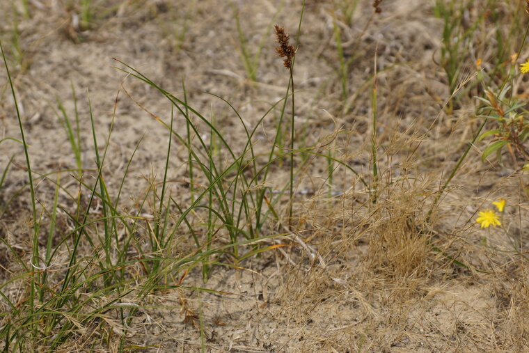 Carex riparia laîche des sables