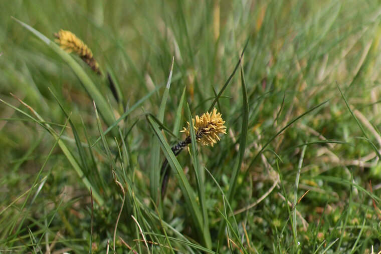 Carex sp