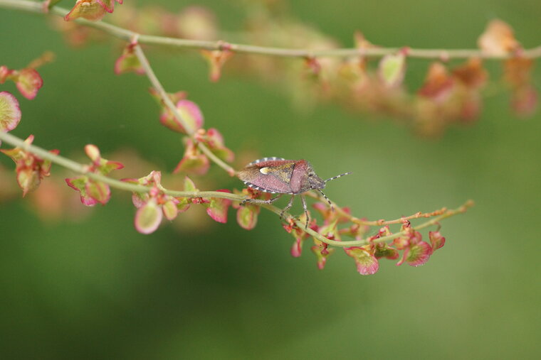 Carpocoris purpureipennis 2