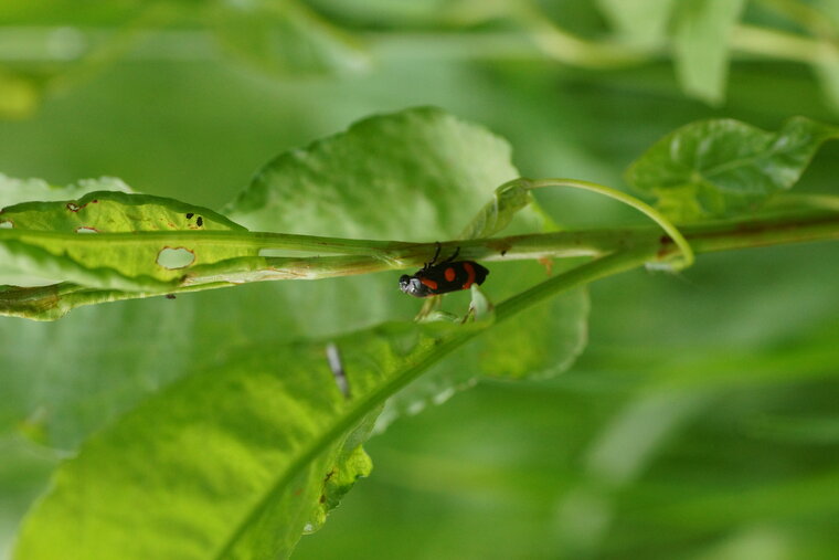 Cercopis sanguinolenta 2