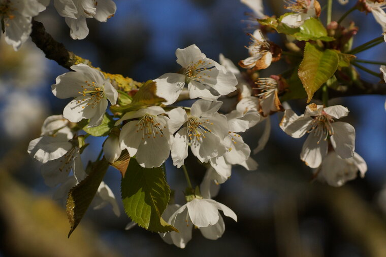 Cerisier