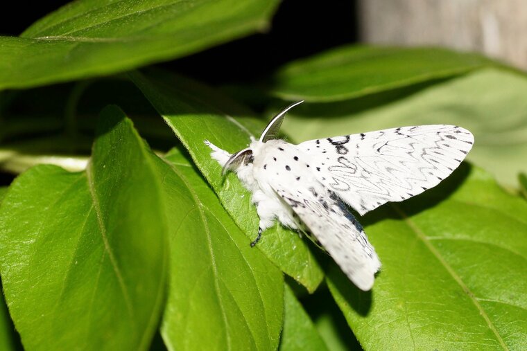 Cerura erminea L HermineDSC07840