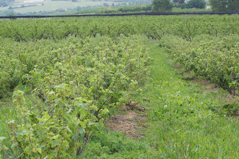 Champ de Groseillers