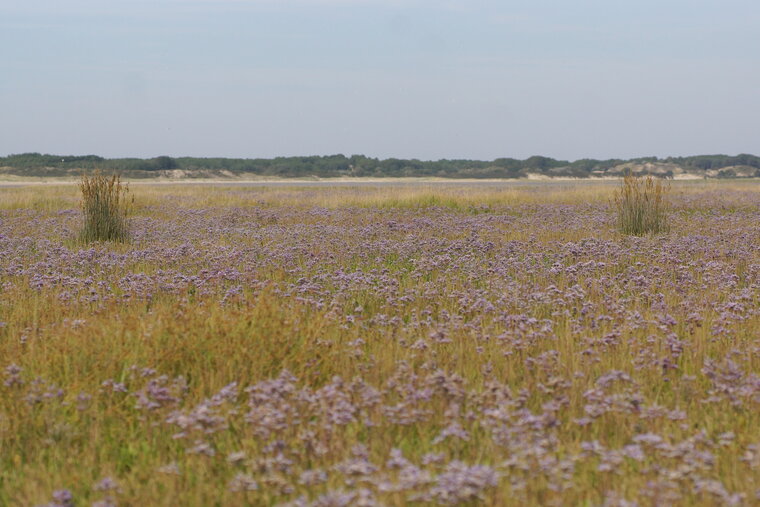 Champ de Lilas des mers