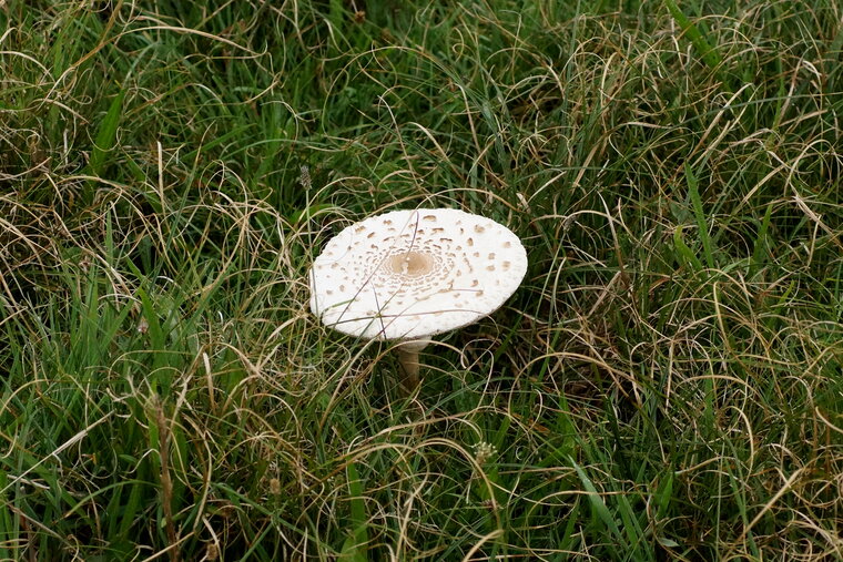 Champignon