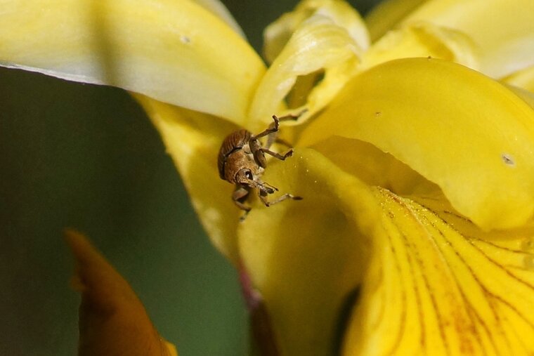 Charançon de l Iris