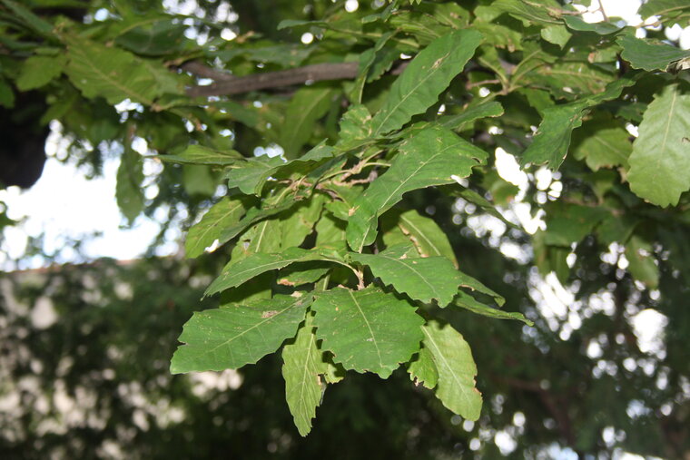 Chêne à feuille de Châtaignier