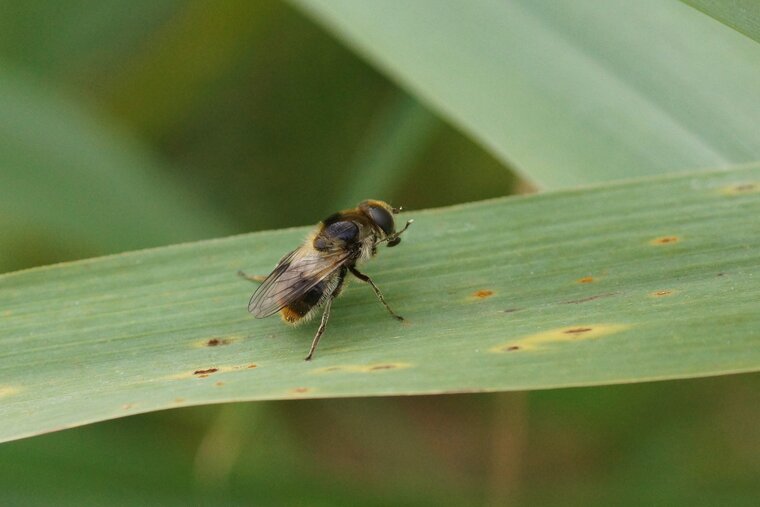 Cheilosia sp